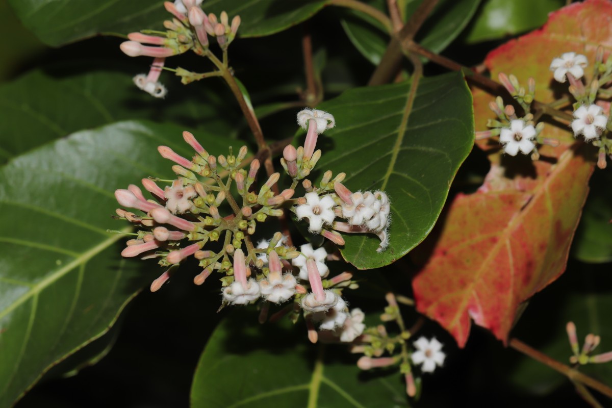 Cinchona officinalis L.